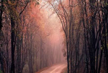 Scout连续三场比赛得分超过回归赛场，公牛挑战极限！的简单介绍